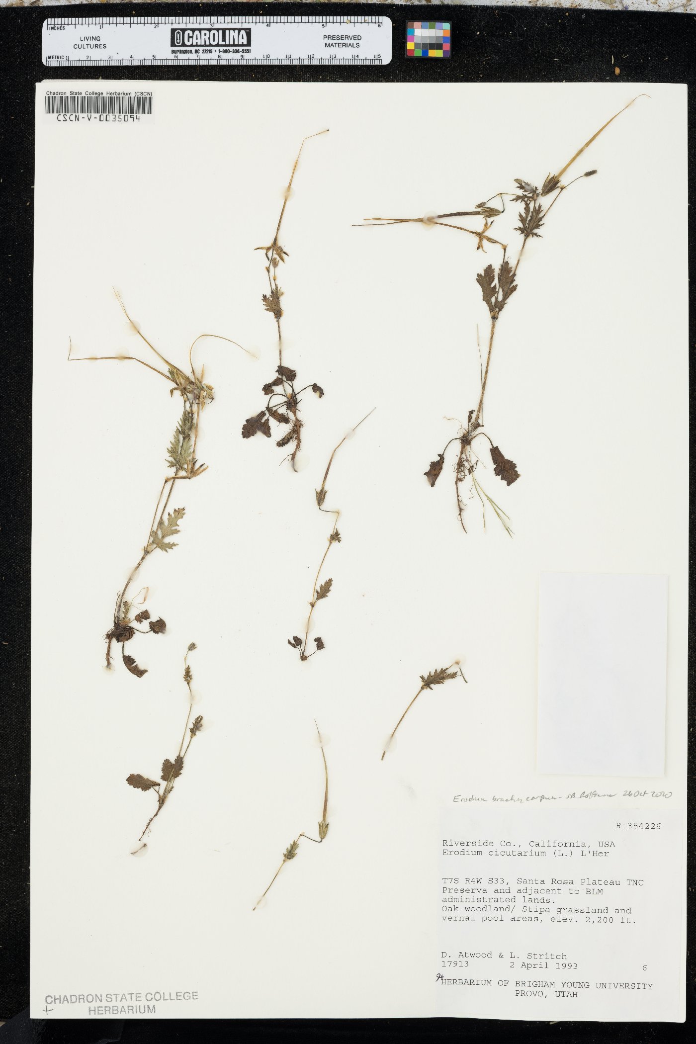 Erodium brachycarpum image