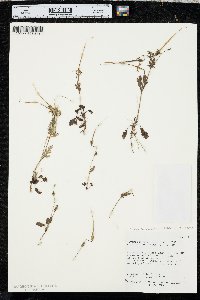 Erodium brachycarpum image