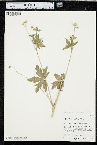 Geranium richardsonii image