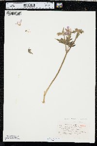 Geranium viscosissimum image