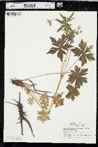 Geranium richardsonii image