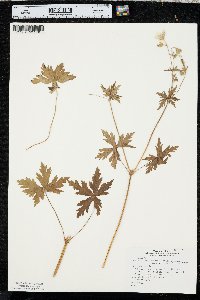 Geranium richardsonii image