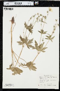 Geranium richardsonii image