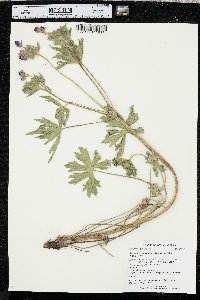 Geranium viscosissimum image