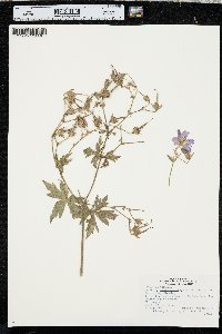 Geranium viscosissimum image