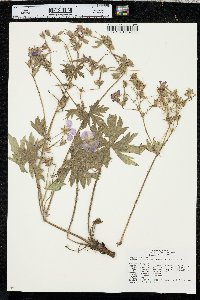 Geranium viscosissimum image