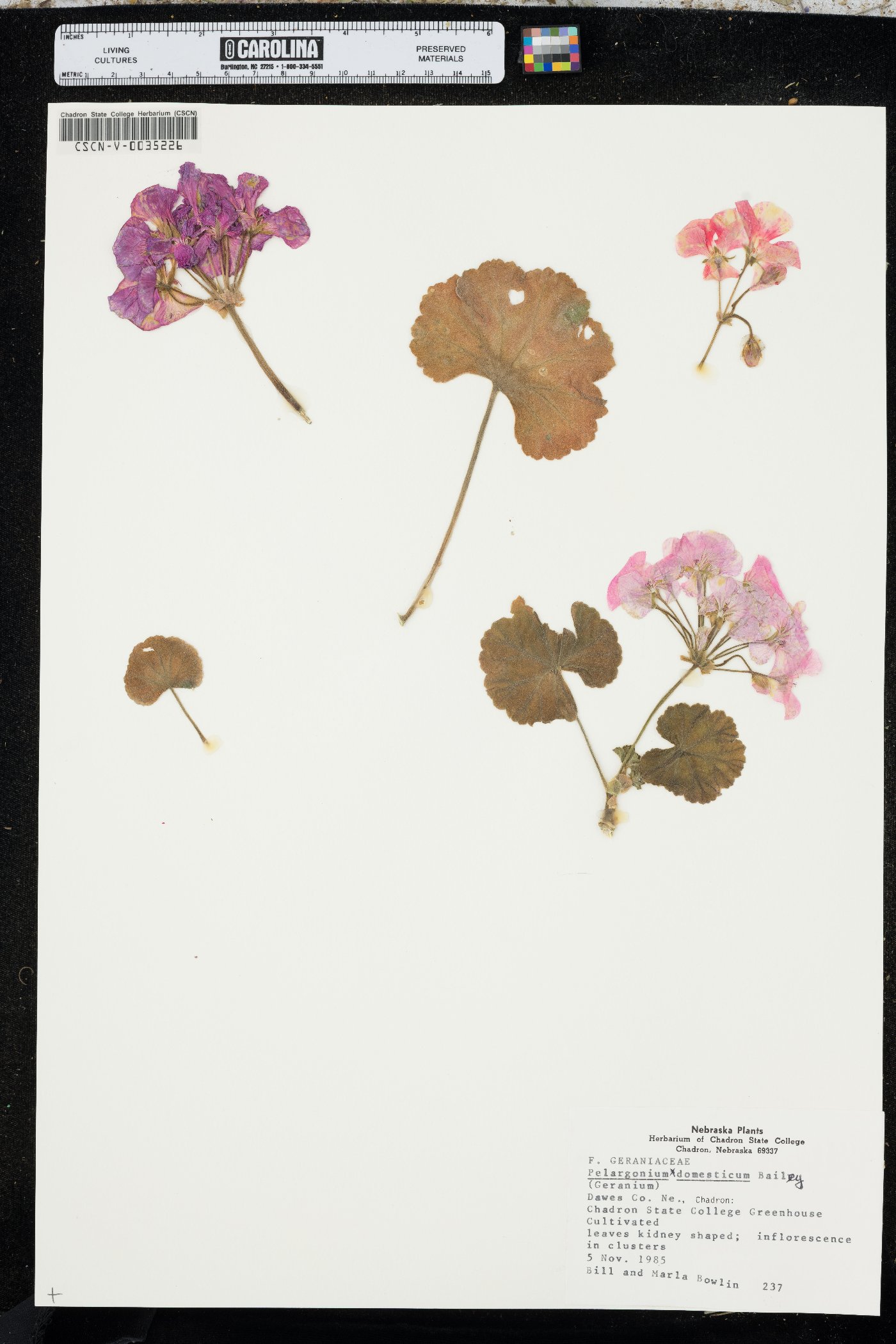 Pelargonium x domesticum image