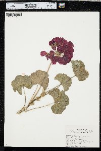 Pelargonium x domesticum image