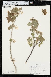 Ribes americanum image