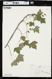 Ribes americanum image