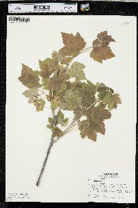 Ribes americanum image