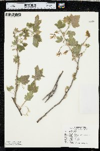 Ribes americanum image