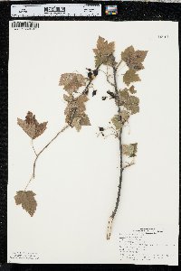 Ribes americanum image