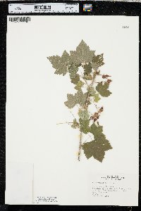 Ribes americanum image