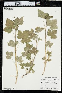 Ribes americanum image