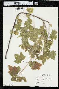 Ribes americanum image