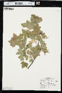 Ribes americanum image