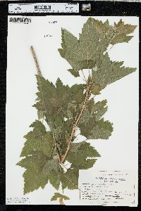 Ribes americanum image