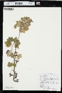 Ribes americanum image