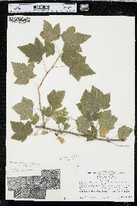 Ribes americanum image