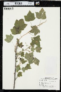 Ribes americanum image