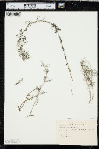 Myriophyllum sibiricum image