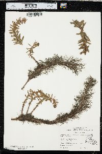 Myriophyllum heterophyllum image