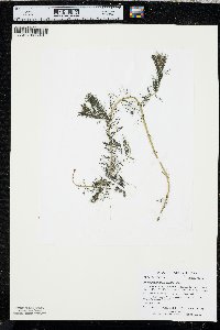 Myriophyllum sibiricum image