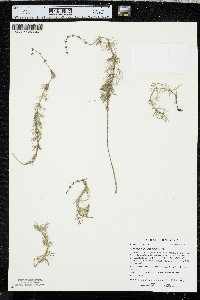 Myriophyllum sibiricum image