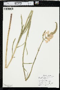 Physostegia angustifolia image