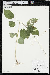 Circaea canadensis image