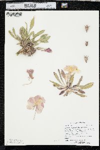 Oenothera cespitosa image