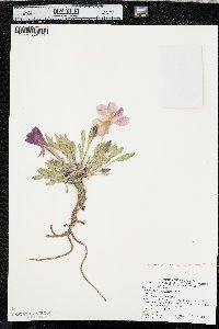 Oenothera cespitosa image