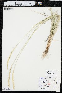 Elymus lanceolatus image