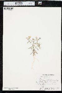 Phlox cuspidata image