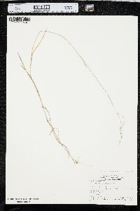 Kellochloa brachyantha image