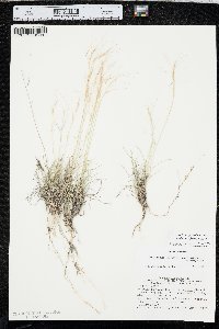 Aristida purpurea var. fendleriana image