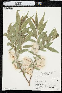 Salix lasiandra var. caudata image