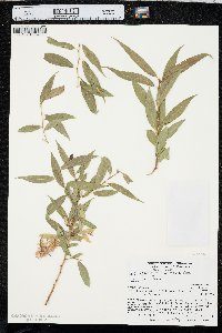 Salix lasiandra image