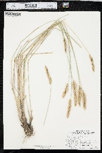 Agropyron cristatum image