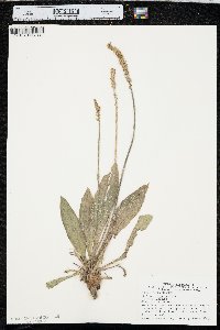 Plantago eriopoda image