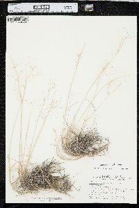 Muhlenbergia pungens image