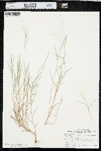 Muhlenbergia asperifolia image