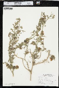 Solanum triflorum image