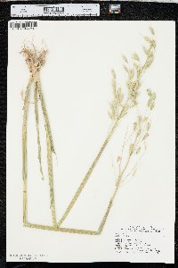 Avena sativa image