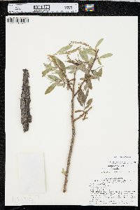 Salix × fragilis image