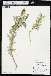 Salix amygdaloides image