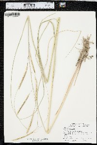 Spartina pectinata image