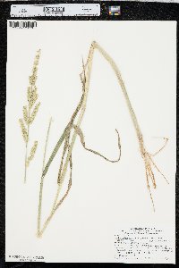 Echinochloa muricata var. microstachya image