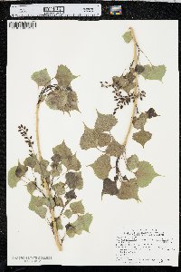 Populus deltoides subsp. monilifera image